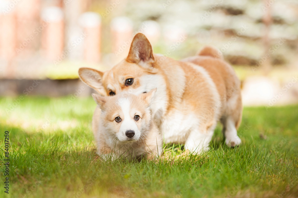 Pembroke welsh corgi mother playing with its puppy Pembroke welsh corgi mother playing with its puppy