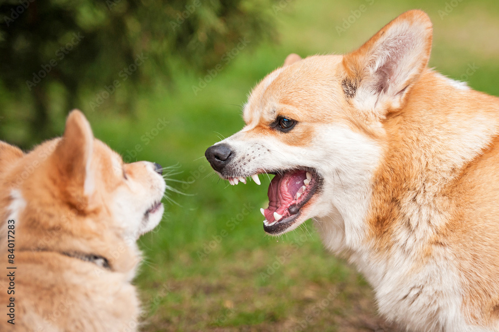 Pembroke welsh corgi puppy playing with his mother 