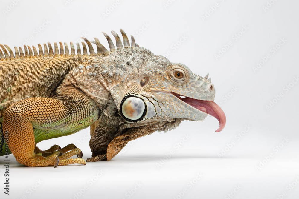 Closeup Green Iguana showing Tongue on White
