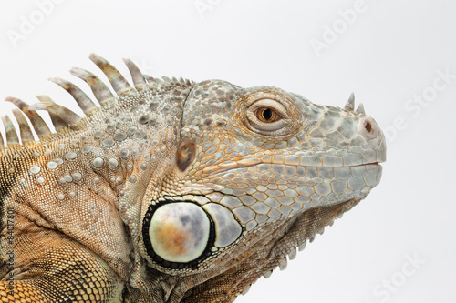 Closeup Green Iguana on White Background