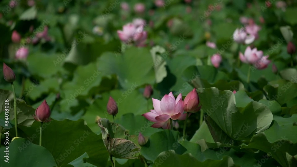 Lotus flowers. Rosy lotus flower & seed head at a pond. Lotus flowers. Rosy lotus flower & seed head at a pond.
