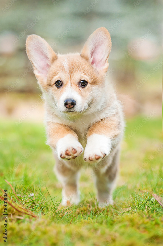 Pembroke welsh corgi puppy running