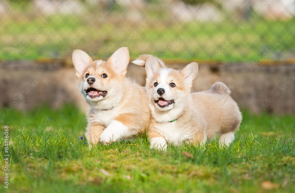 Two pembroke welsh corgi puppies running in the yard