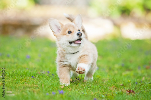 Photography Pembroke welsh corgi puppy running