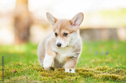 Pembroke welsh corgi puppy with funny face