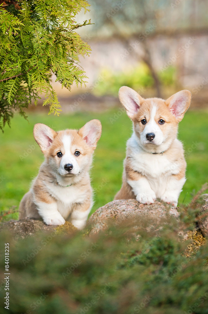 Pembroke welsh corgi puppies in the yard Pembroke welsh corgi puppies in the yard