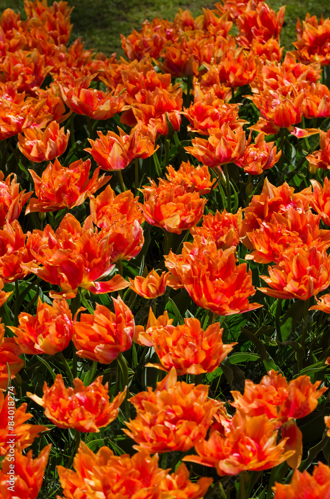 Orange tulips in Keukenhof, Lisse