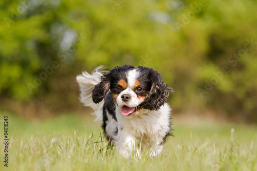 A Cavalier King Charles dog runs happily on a meadow