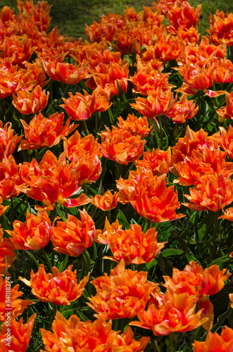 Orange tulips in Keukenhof, Lisse © siraanamwong