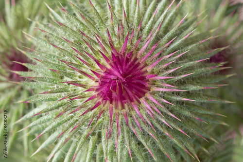 Splendid unblown bud flower Thistle