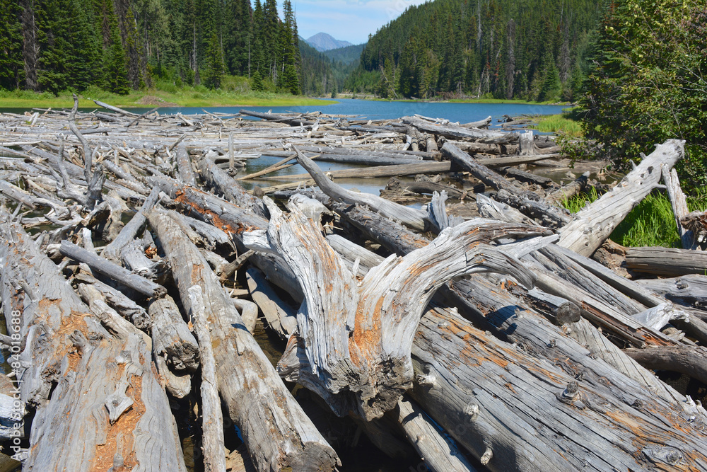 Verwitterte Baumstämme im Duffey Lake Verwitterte Baumstämme im Duffey Lake