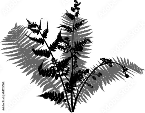 fern bush black and grey silhouette