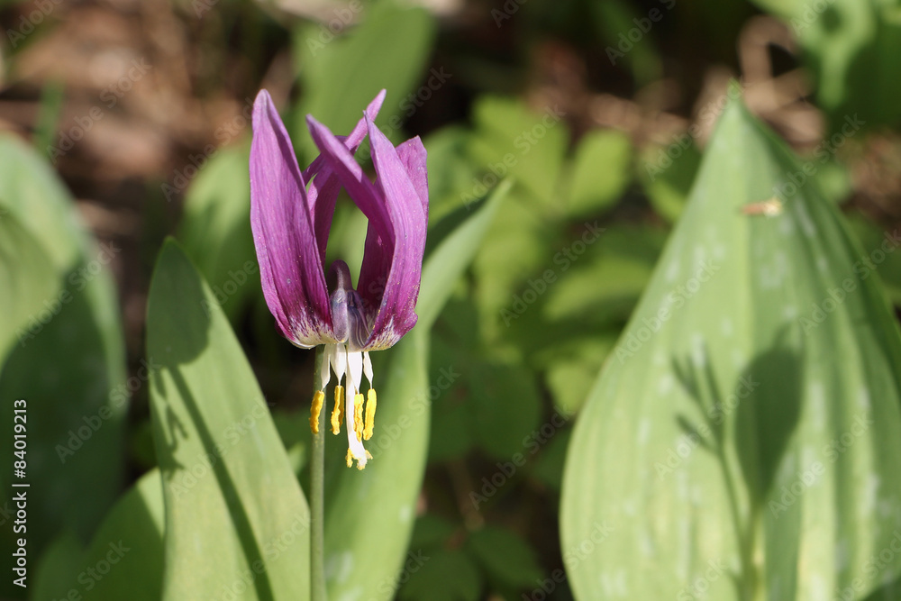 Lilac flower of lily family an siberian erythronium on a forest Lilac flower of lily family an siberian erythronium on a forest
