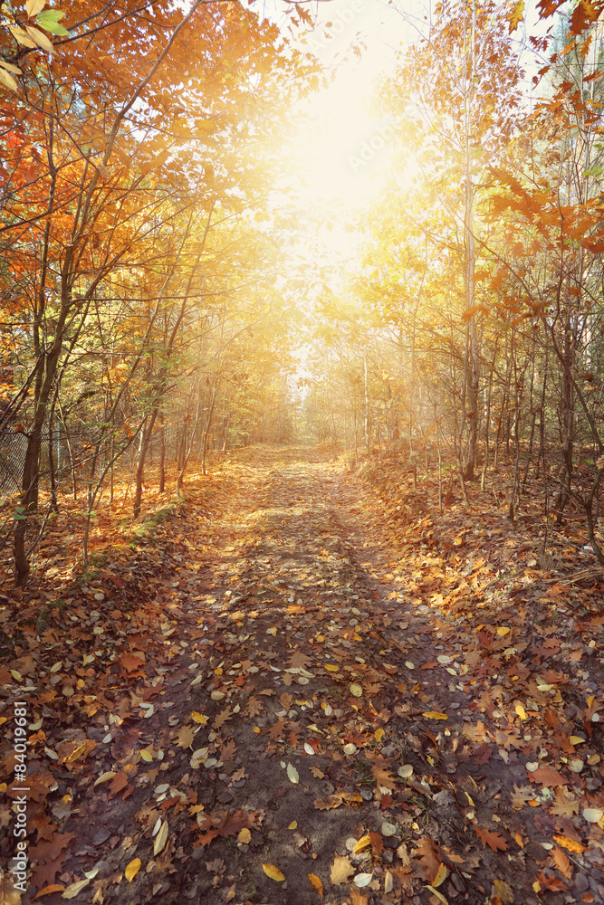 Autumn forest path in beautiful sunny day