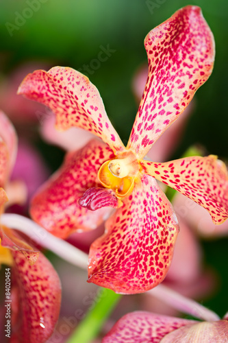 Arada Sayan orchid flower, close up, selective focus