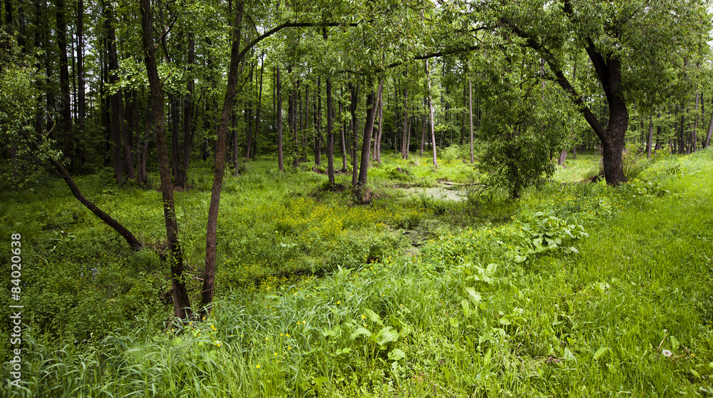 bog. summer bog. summer