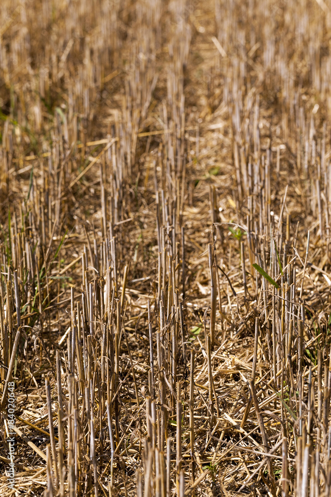 Fototapeta premium agriculture 