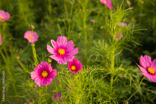 Cosmos flowers in purple  white  pink and red  is beautiful suns