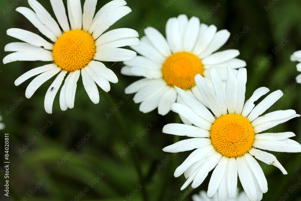 daisies in the garden daisies in the garden