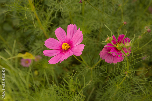 Cosmos flowers in purple  white  pink and red  is beautiful suns