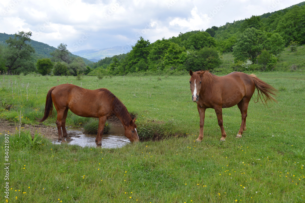 Two brown horses on green meadow 
