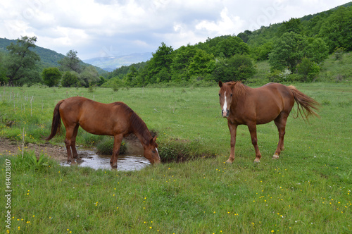 Two brown horses on green meadow 