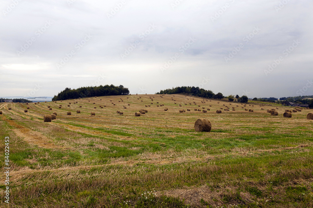 Obraz premium straw stack 