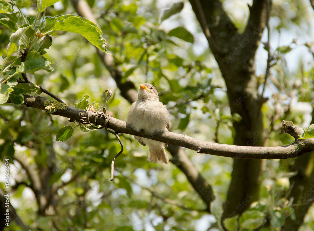 Small Bird on Branch 