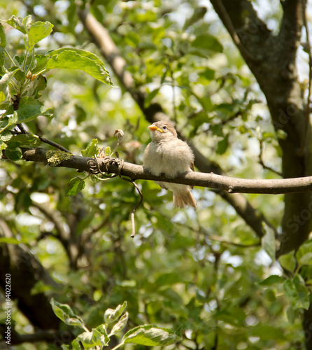 Small Bird on Branch 