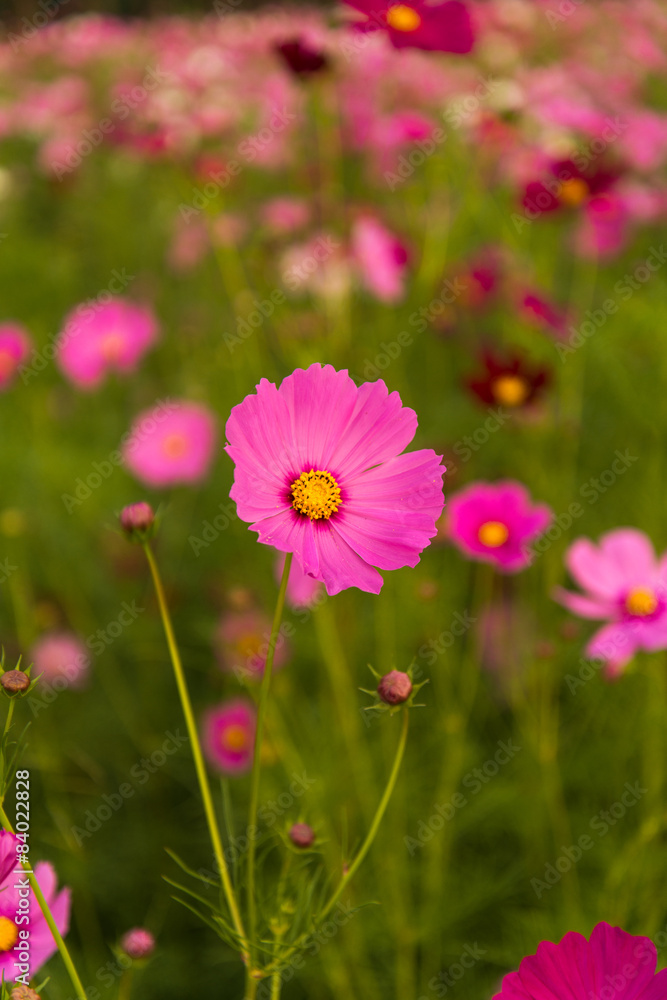 Fototapeta premium Cosmos flowers in purple, white, pink and red, is beautiful suns