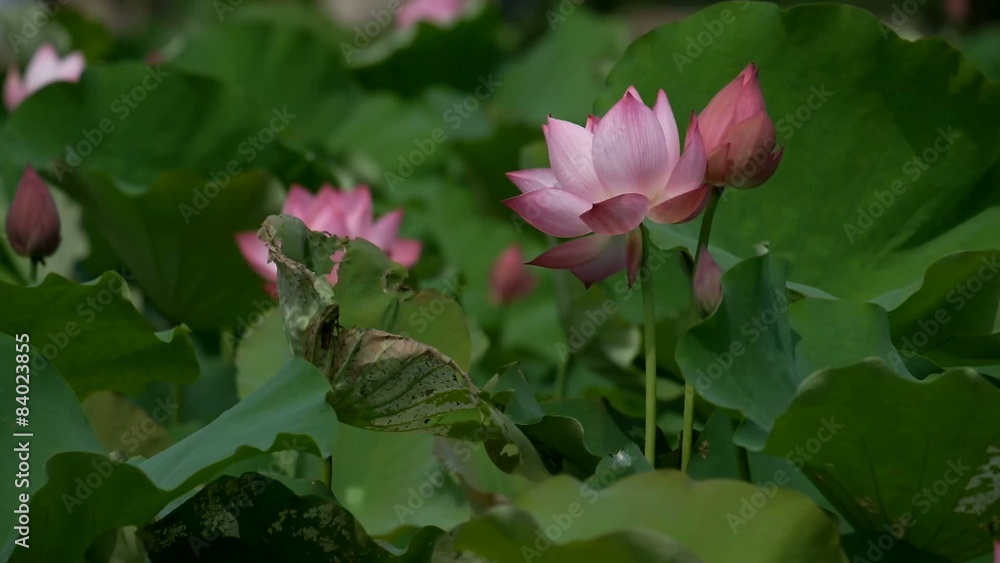 Lotus flower. Rosy lotus flower & seed head at a pond. Lotus flower. Rosy lotus flower & seed head at a pond.
