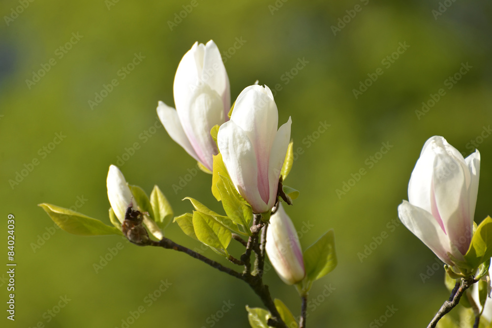 Obraz premium The blossoming magnolia of Sulanzha (Magnolia ×soulangeana Soul
