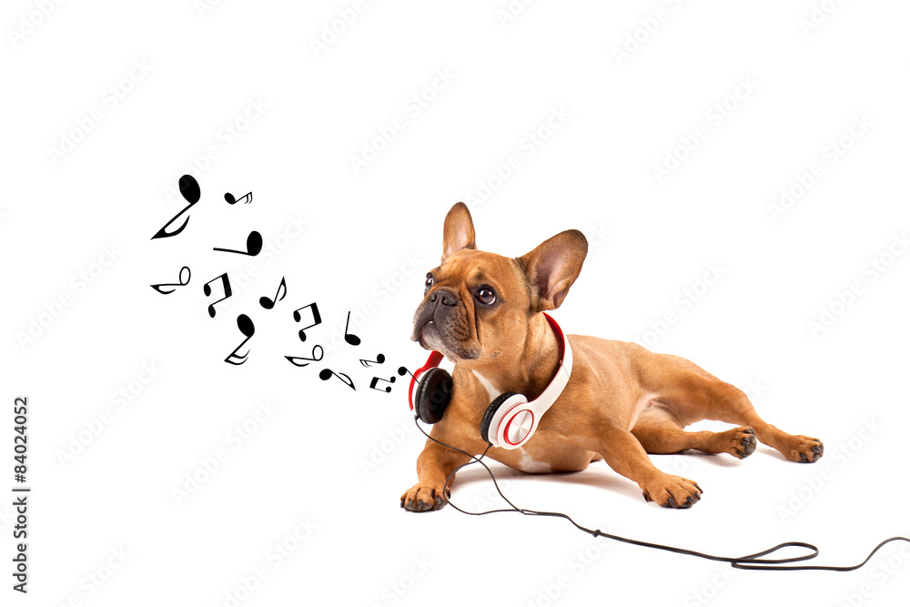 Obraz premium Musik und Tier