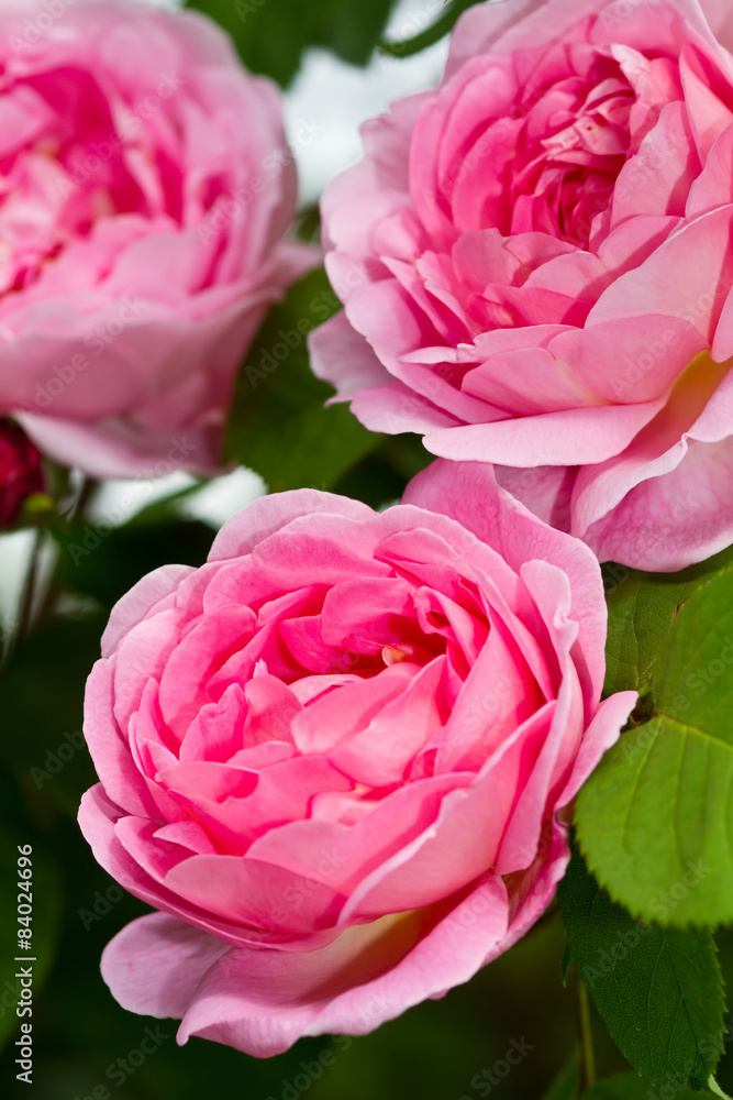 Fototapeta premium Rose Constance Spry