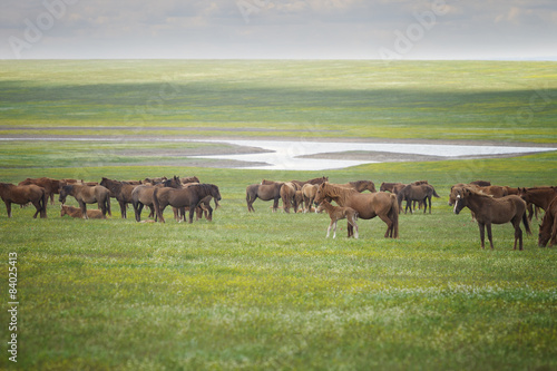 Horses in a field