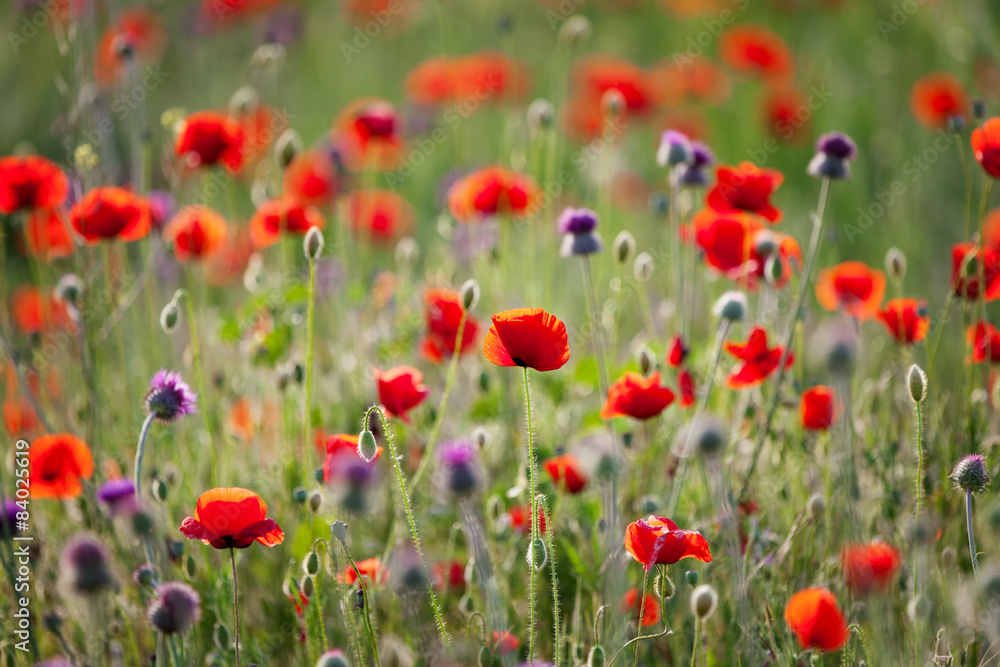 Red poppies