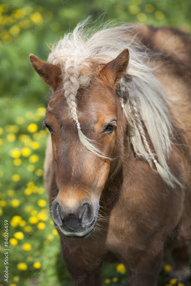 Fototapeta premium small brown pony with pigtails in spring meadow