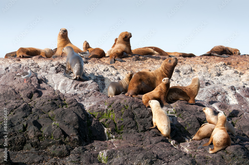 Naklejka premium Group of sea lions 