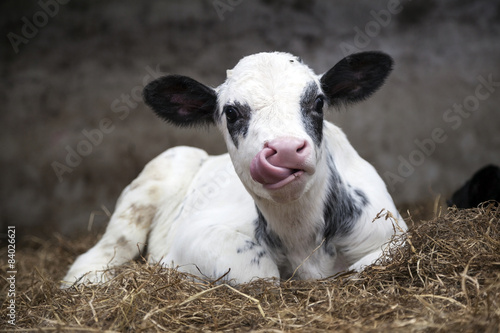 Photo very young black and white calf in straw of barn