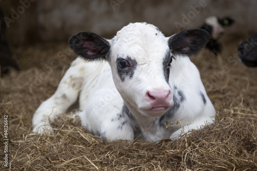 very young black and white calf in straw of barn looks alert photo