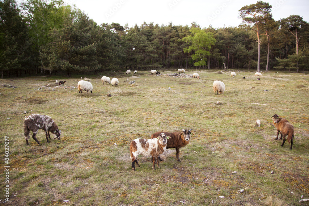 Naklejka premium flock of sheep in forest area near Zeist