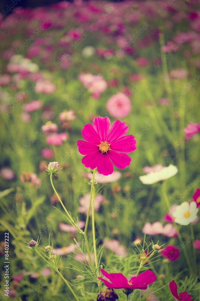 Fototapeta premium Cosmos flowers in purple, white, pink and red, is beautiful suns