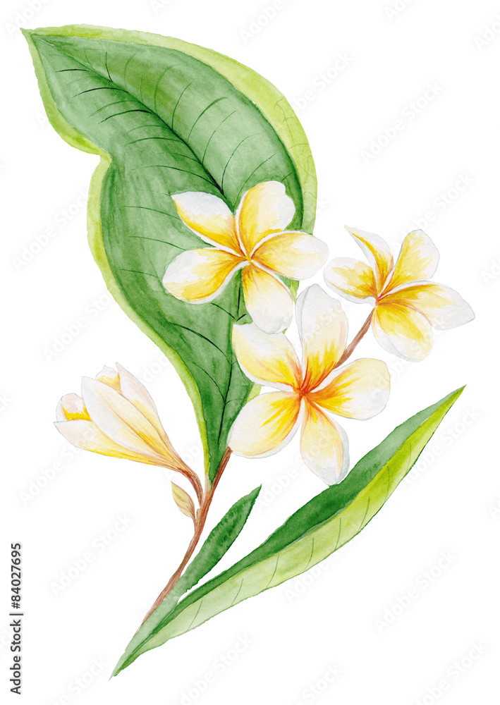 Naklejka premium Plumeria Watercolor Plant