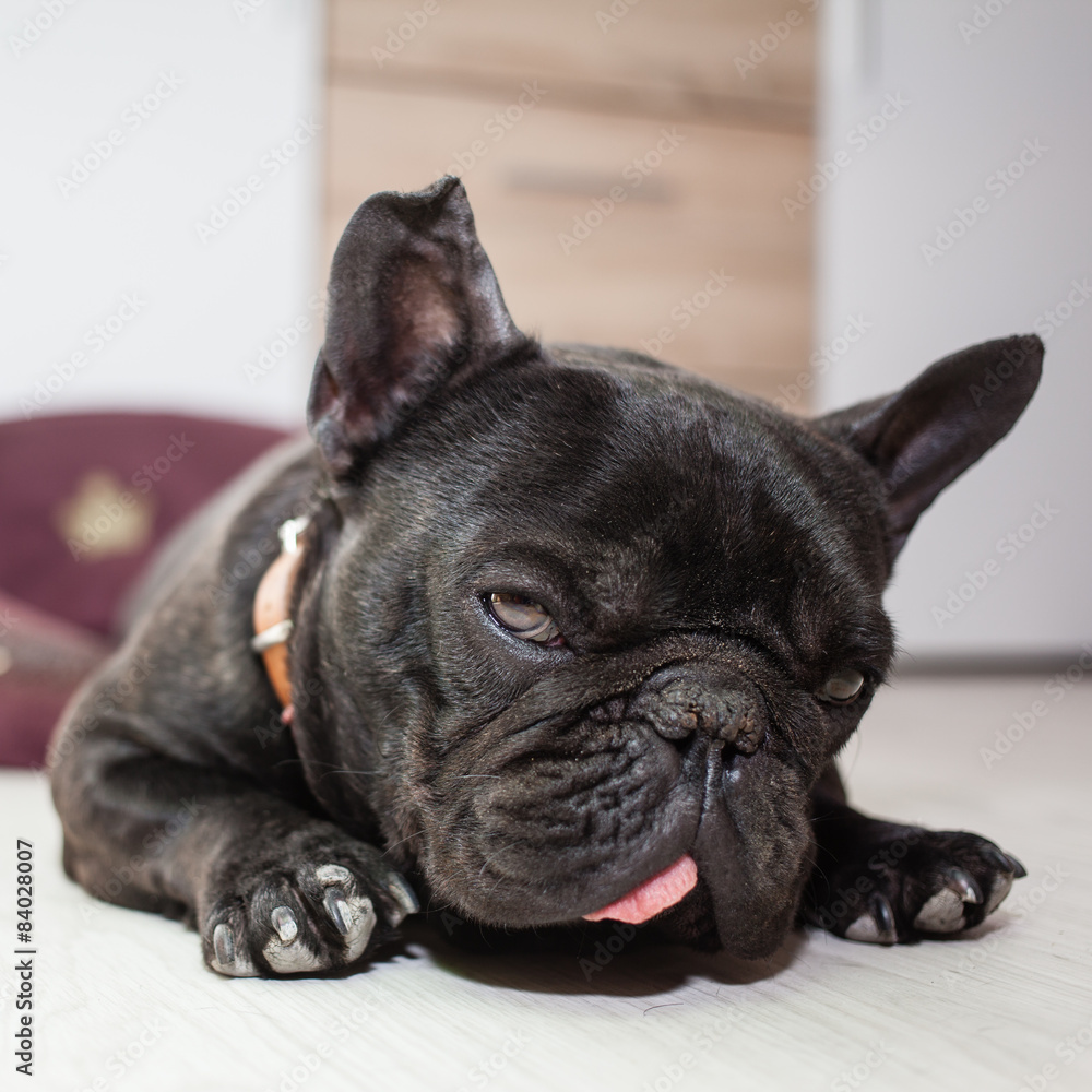 tired french bulldog