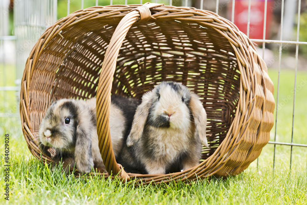 Fototapeta premium Kaninchen im Garten