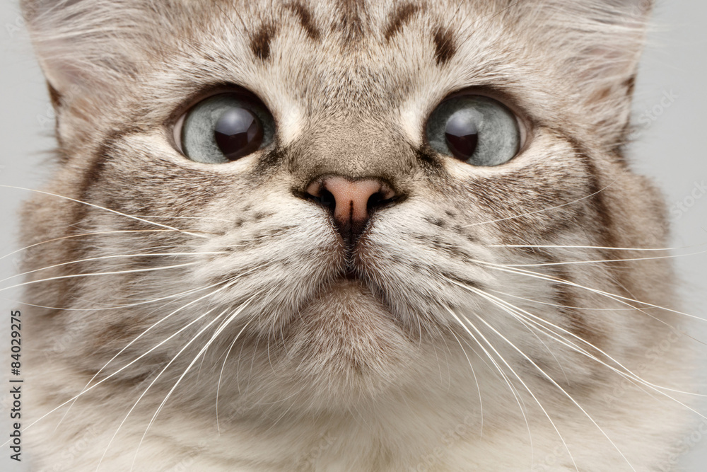 Fototapeta premium Closeup Cat with Round Eyes Curiosity Looking on His Nose