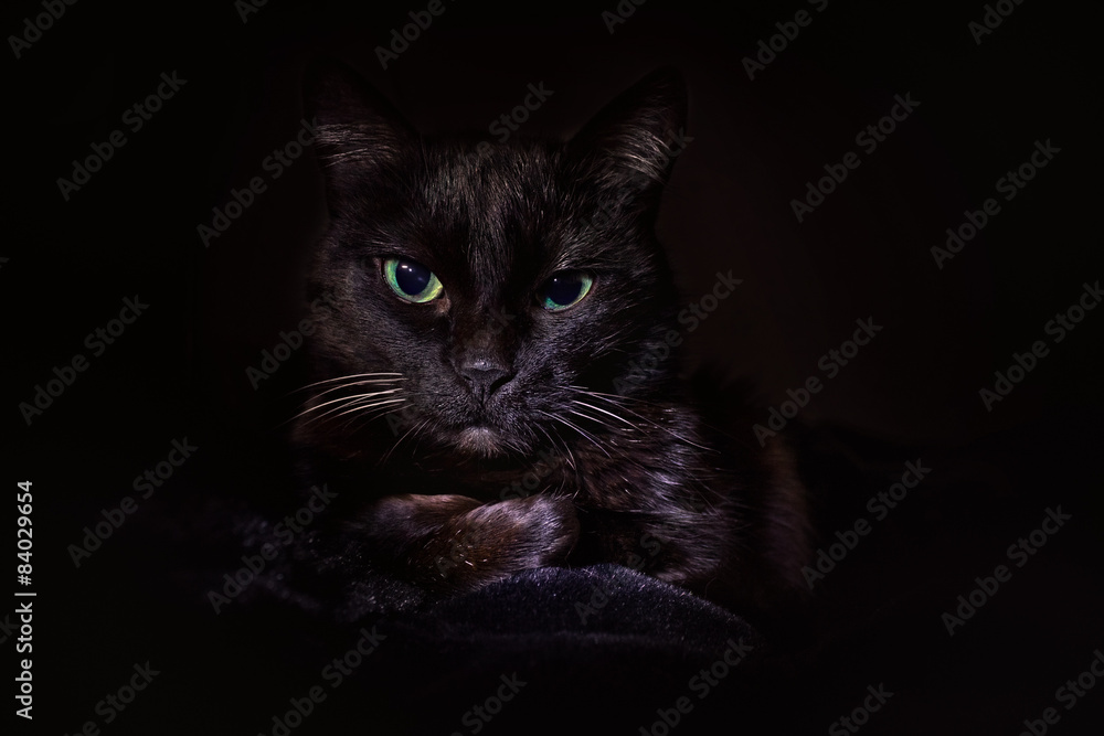 black cat on a black background in low key black cat on a black background in low key