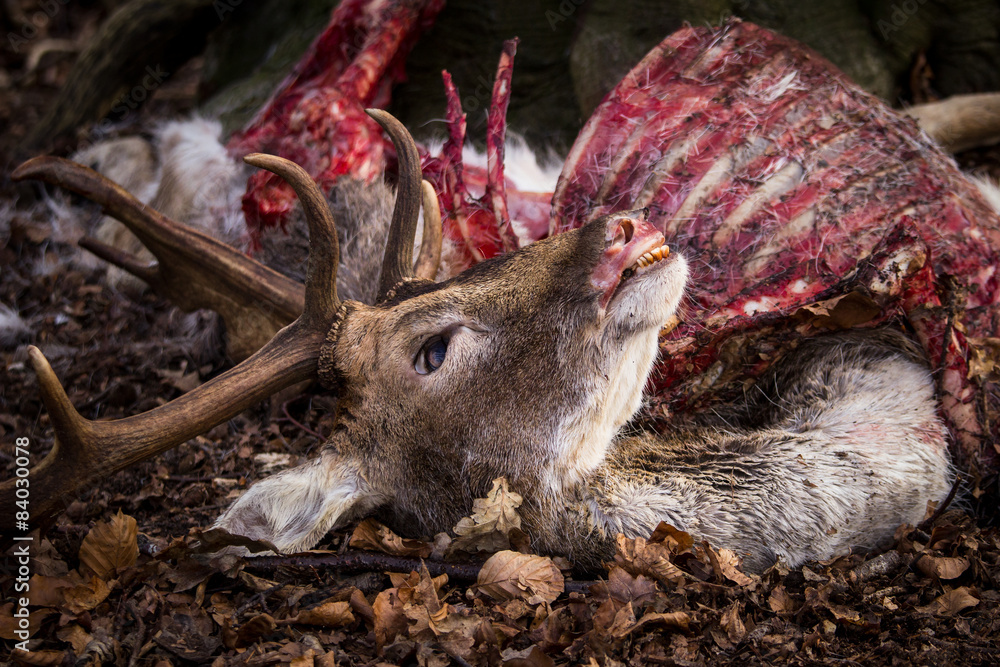 Obraz premium Dead buck lays on ground in forest