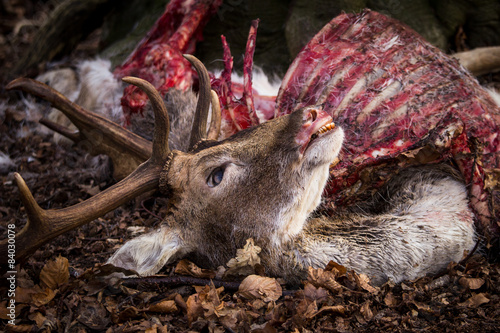 Dead buck lays on ground in forest