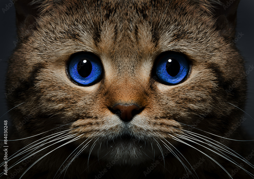 Portrait of a cat Scottish Straight with blue eyes closeup Portrait of a cat Scottish Straight with blue eyes closeup